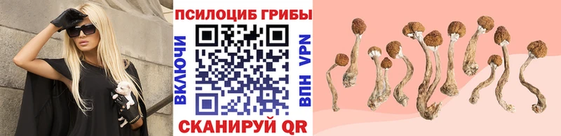 где продают   Обнинск  Псилоцибиновые грибы MAGIC MUSHROOMS 